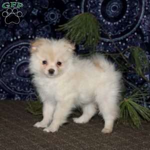 Ray, Pomeranian Puppy