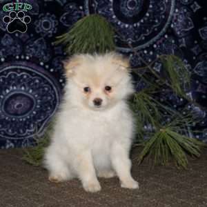 Ray, Pomeranian Puppy