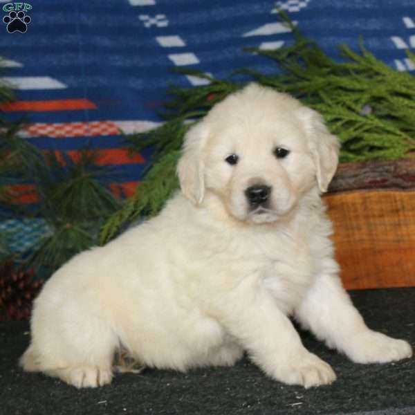 Rayna, English Cream Golden Retriever Puppy