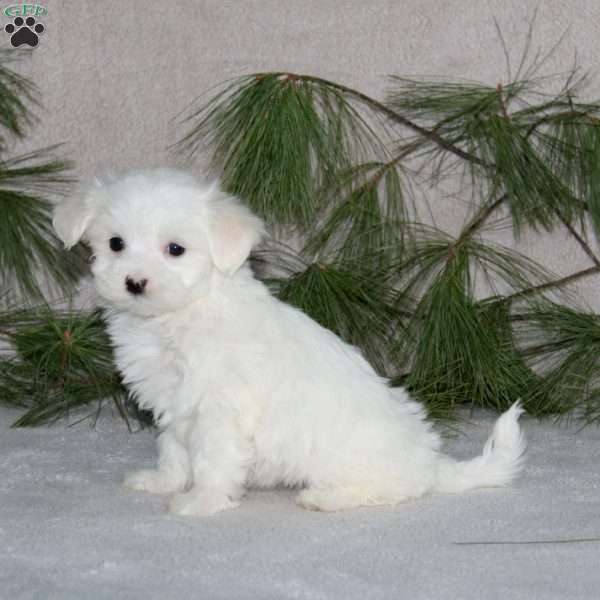 Rayna, Maltese Puppy