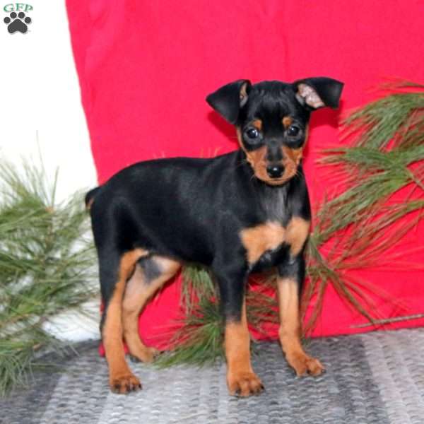 Rayna, Miniature Pinscher Puppy