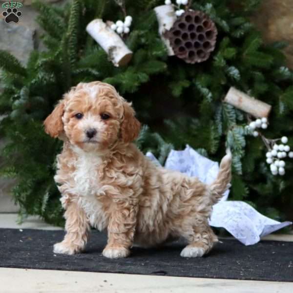 Rayna, Maltipoo Puppy