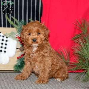 Rayna, Cockapoo Puppy