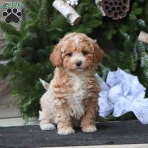 Rayna, Maltipoo Puppy