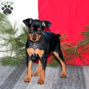 Rayna, Miniature Pinscher Puppy