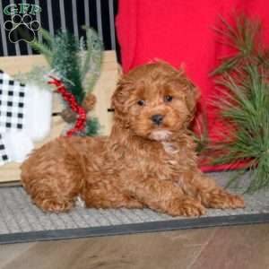 Rayna, Cockapoo Puppy