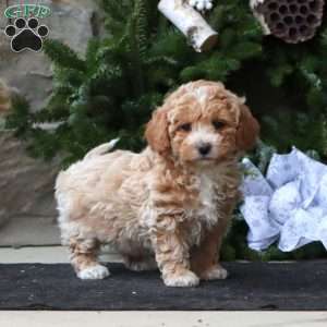 Rayna, Maltipoo Puppy