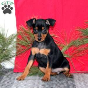 Rayna, Miniature Pinscher Puppy