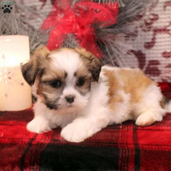 Reba, Shih Tzu Puppy