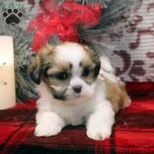 Reba, Shih Tzu Puppy