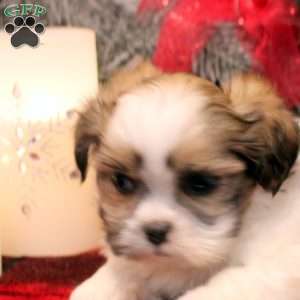 Reba, Shih Tzu Puppy