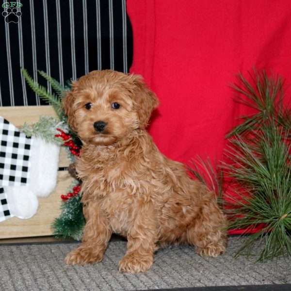 Reba, Cockapoo Puppy