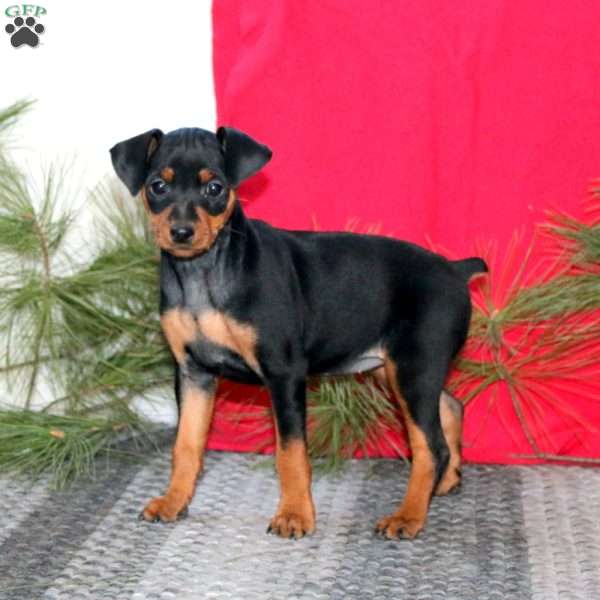 Reba, Miniature Pinscher Puppy