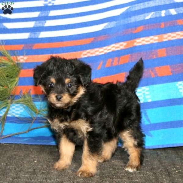 Reba, Miniature Poodle Mix Puppy