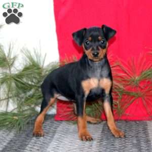 Reba, Miniature Pinscher Puppy