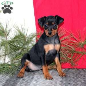 Reba, Miniature Pinscher Puppy