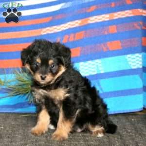 Reba, Miniature Poodle Mix Puppy