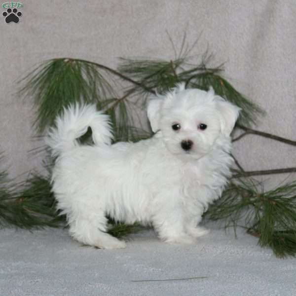 Reece, Maltese Puppy