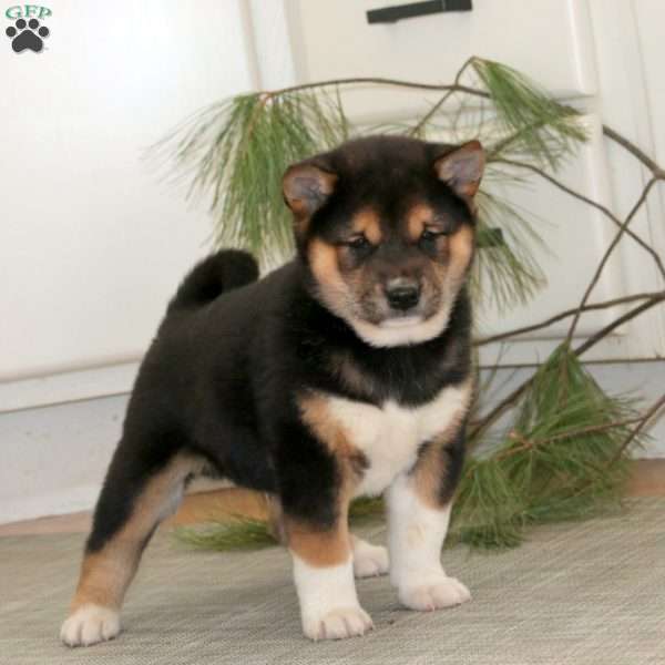 Reece, Shiba Inu Puppy