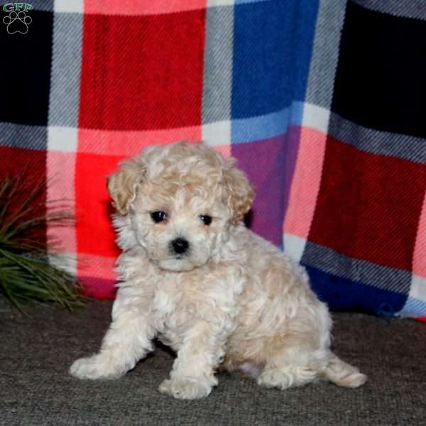 Reece, Bich-Poo Puppy