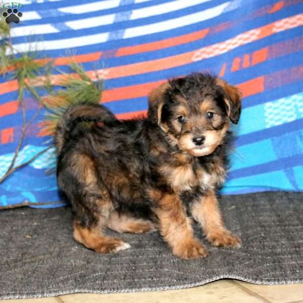 Reece, Miniature Poodle Mix Puppy