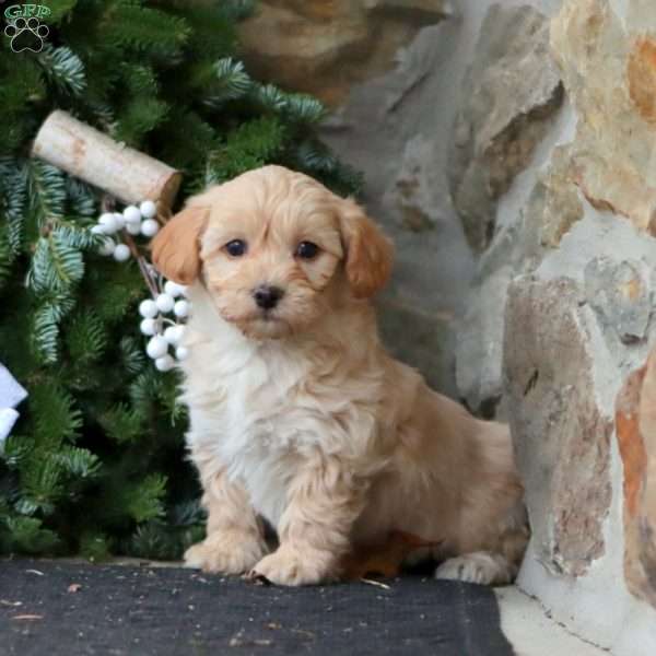 Reece, Maltipoo Puppy