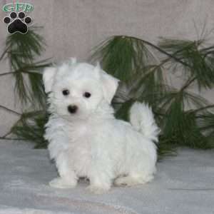 Reece, Maltese Puppy