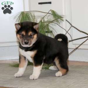 Reece, Shiba Inu Puppy