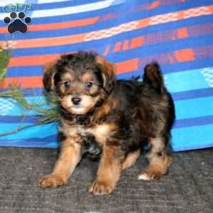 Reece, Miniature Poodle Mix Puppy