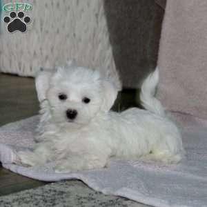 Reece, Maltese Puppy