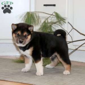 Reece, Shiba Inu Puppy