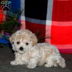 Reece, Bich-Poo Puppy