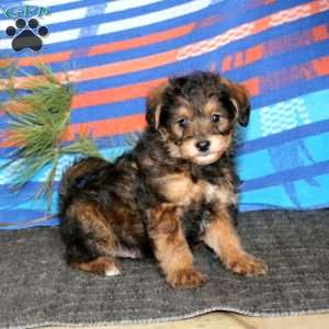Reece, Miniature Poodle Mix Puppy