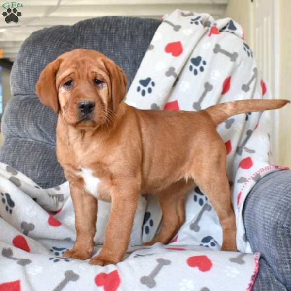 Reese, Fox Red Labrador Retriever Puppy