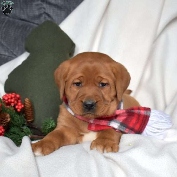 Reese, Fox Red Labrador Retriever Puppy