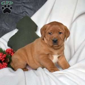 Reese, Fox Red Labrador Retriever Puppy