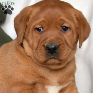 Reese, Fox Red Labrador Retriever Puppy