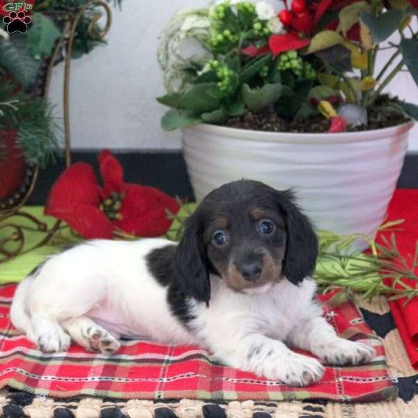 Reese, Dachshund Puppy