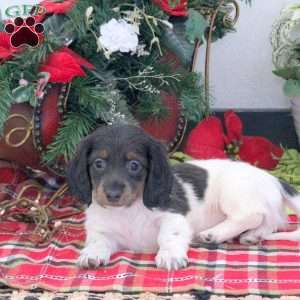 Reese, Dachshund Puppy