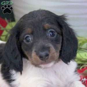 Reese, Dachshund Puppy