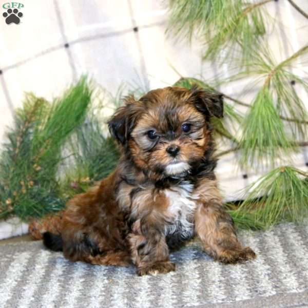 Reese’s, Shorkie Puppy