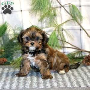 Reese’s, Shorkie Puppy