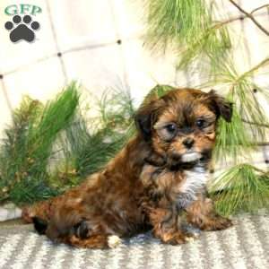 Reese’s, Shorkie Puppy