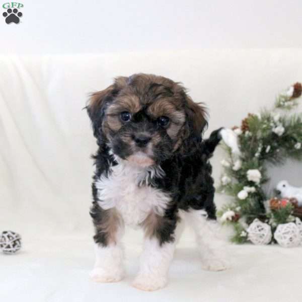 Reggie, Havanese Mix Puppy