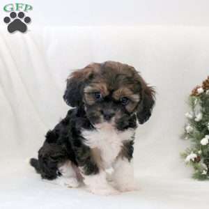 Reggie, Havanese Mix Puppy