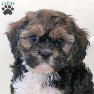Reggie, Havanese Mix Puppy