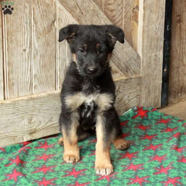 Regina, German Shepherd Puppy