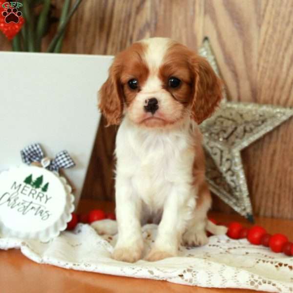 Regina, Cavalier King Charles Spaniel Puppy
