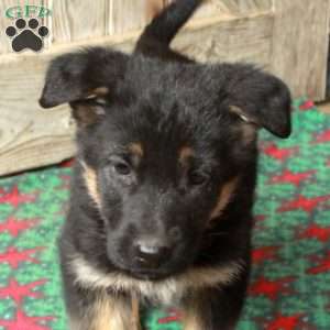 Regina, German Shepherd Puppy