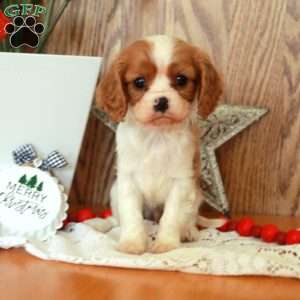 Regina, Cavalier King Charles Spaniel Puppy